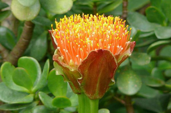 Scadoxus puniceus natalensis - \'Paintbrush Lily\'